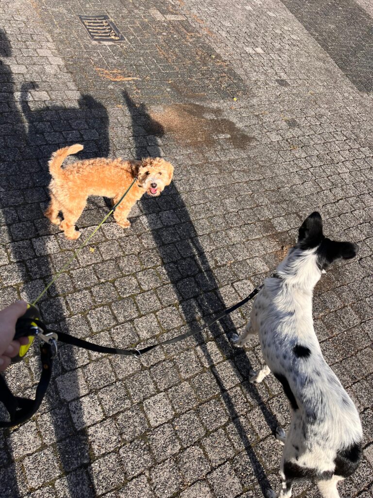 Met een Efteling hond op pad