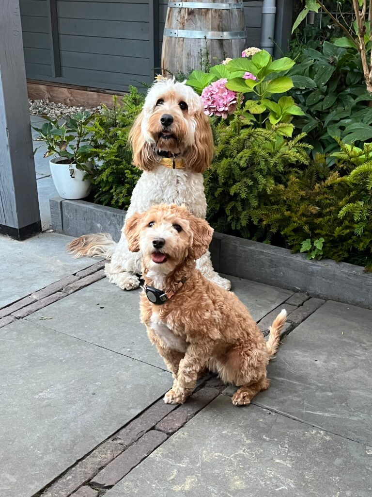 honden uitlaatservice voor kleine honden