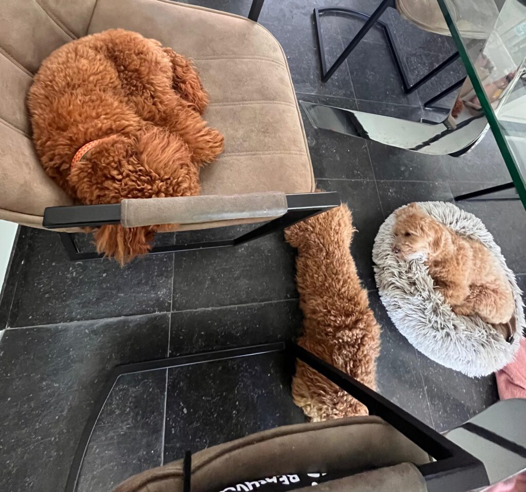 Uitlaatservice en honden oppas in huiselijke kring